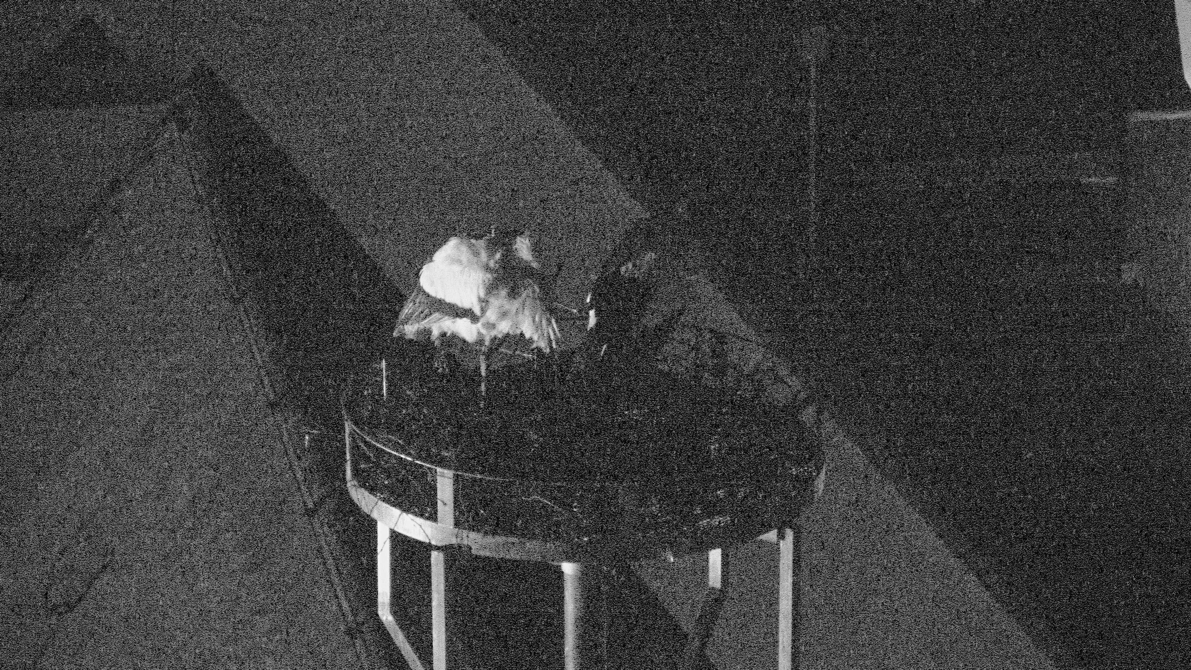 Crailsheimer Weißstorch